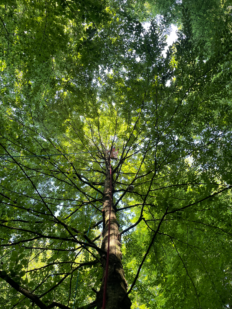 ... und plötzlich der Größte sein!