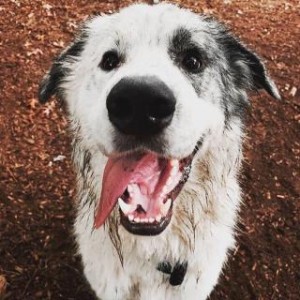 Dog Park CLOSED - Friday, September 4th until noon