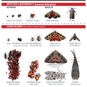 Important Community Update: Spotted Lanternfly Sighted in Medway