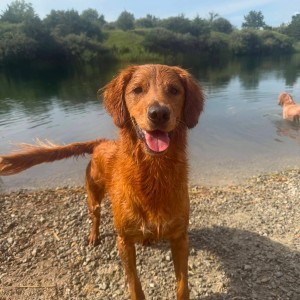 LOST DOG