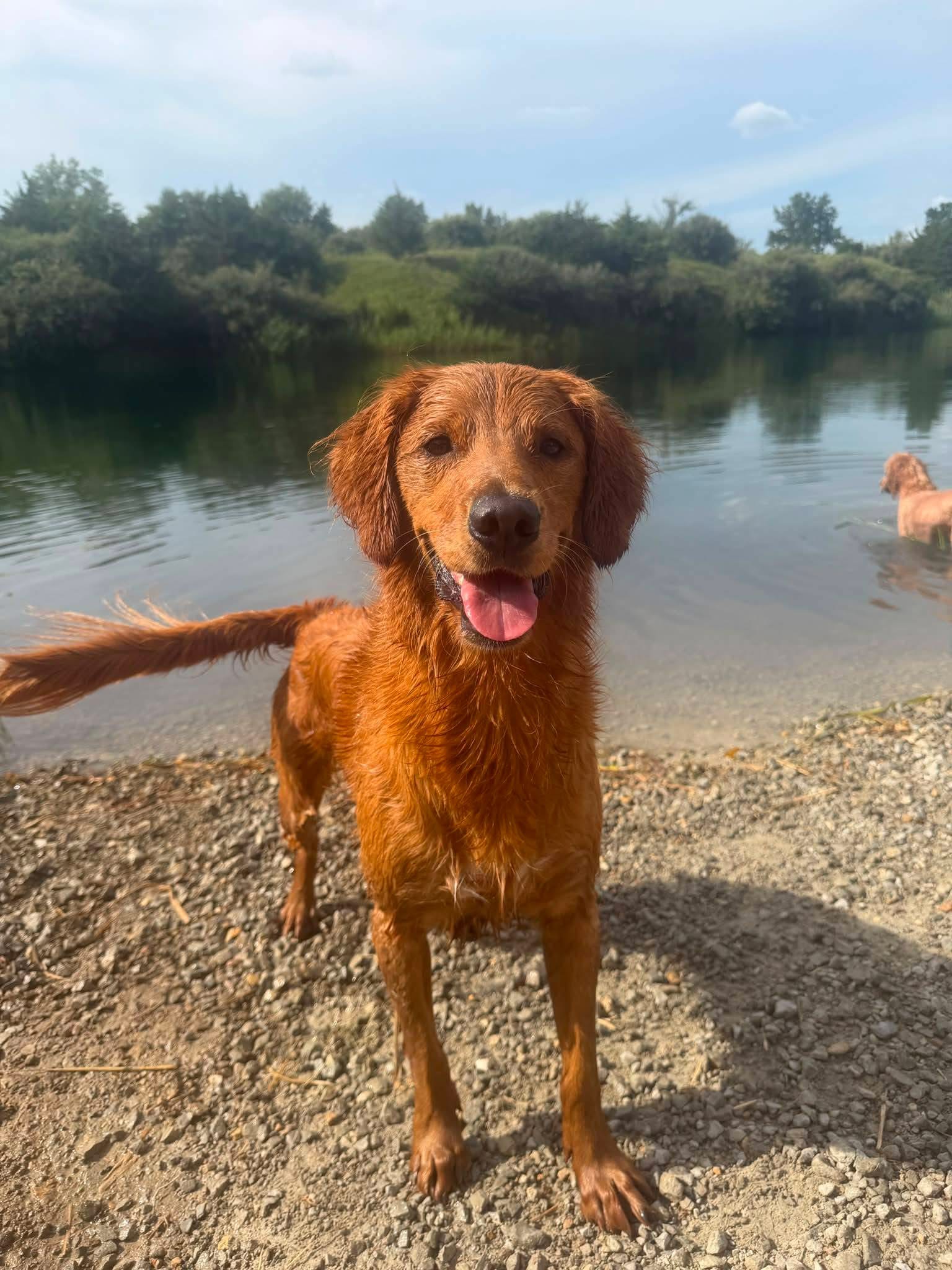 LOST DOG