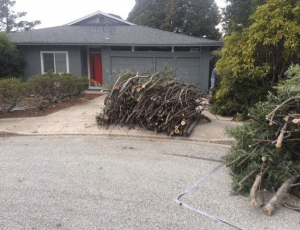 BRUSH PICK - begins Monday September 14th