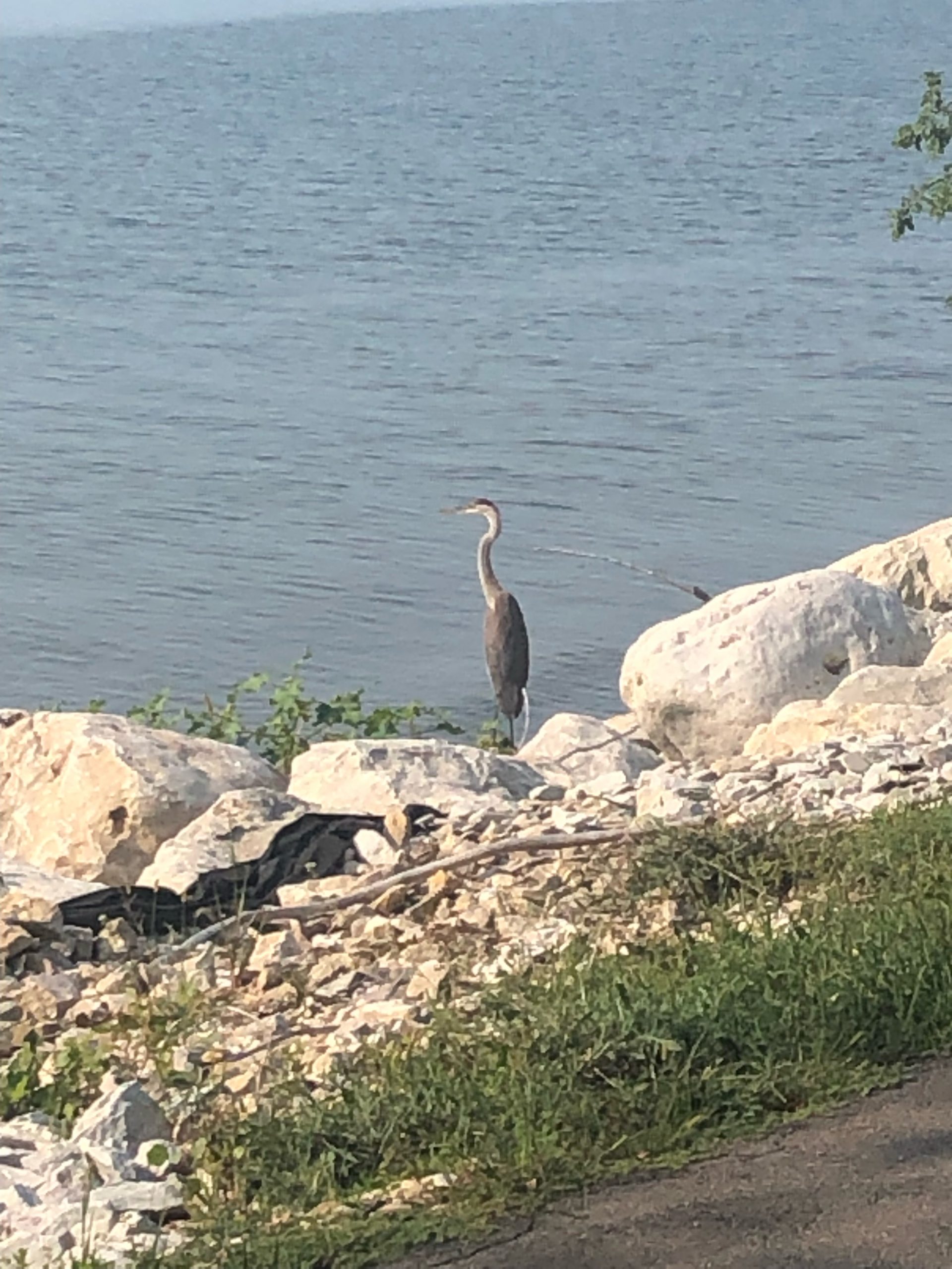 Great Blue Heron by the lake