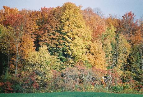 Fall scene in a forest