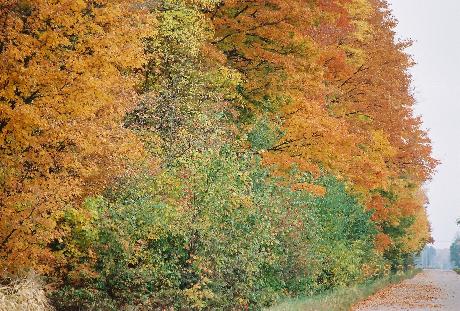 Trees in Fall