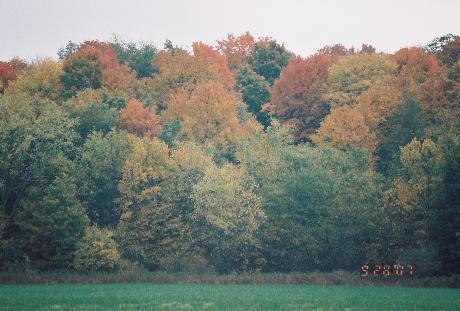 Forest in Fall captured in September '07