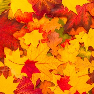 Phelps Fall Clean-up Event