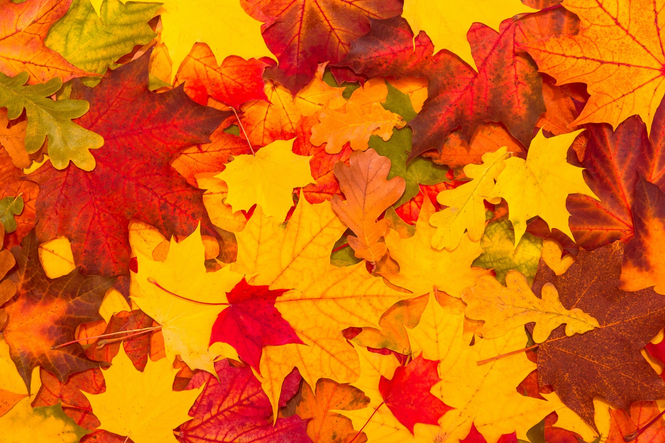 Phelps Fall Clean-up Event