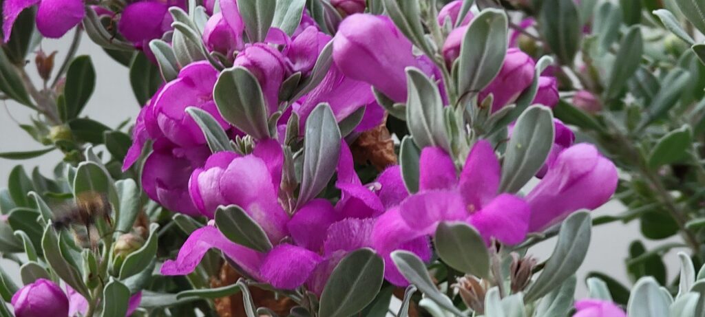 Purple Garden Blooms