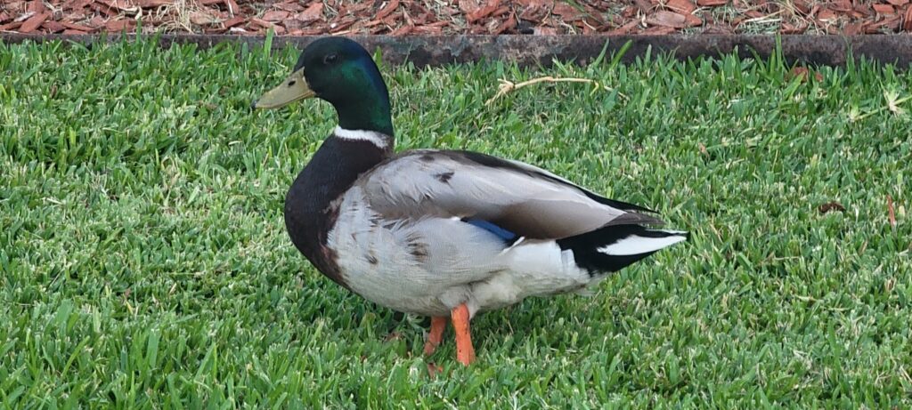Duck on Grass