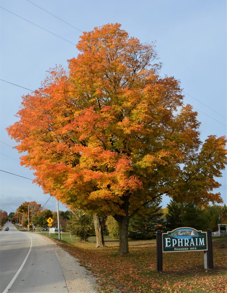 Autumn tree next to Ephraim sign