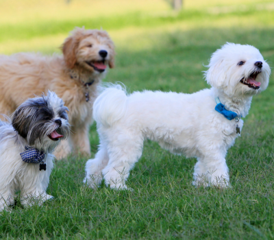 Exciting News: New Dog Park Opening at City Park