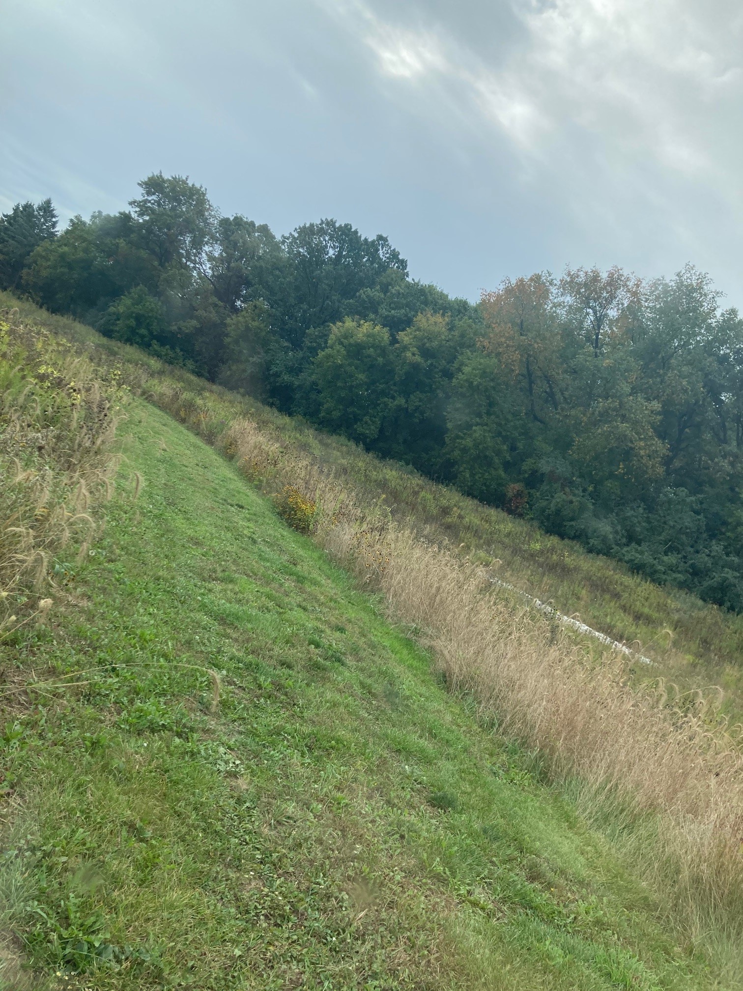 Grassy Walking Trail