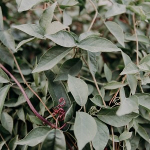 Trees and brush in the Town Right-of-Way
