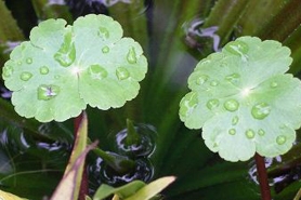 Water Pennyworth Have You Seen This Plant?