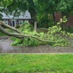 Storm Debris Pickup Begins Monday, July 6