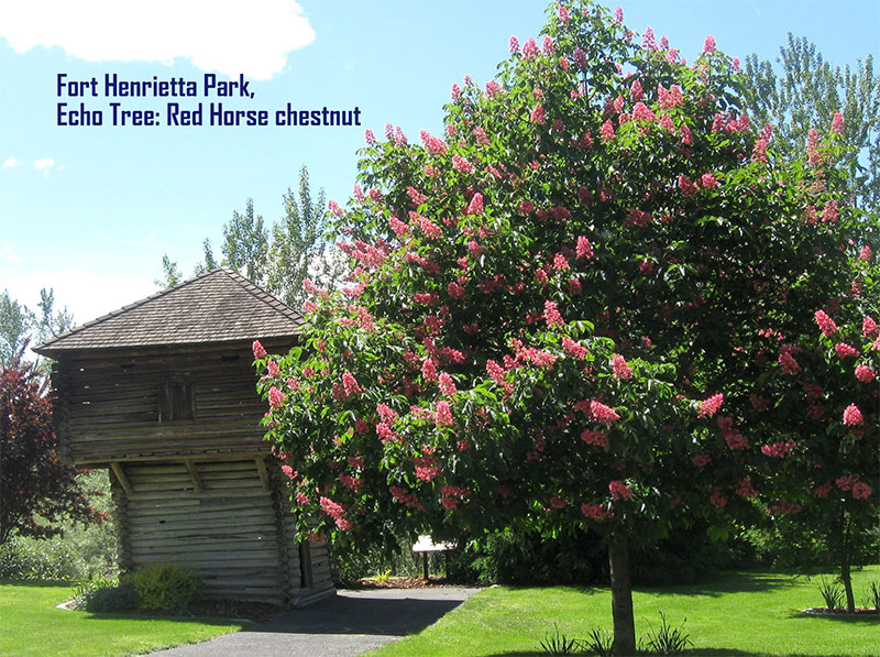 The Dorn Tree