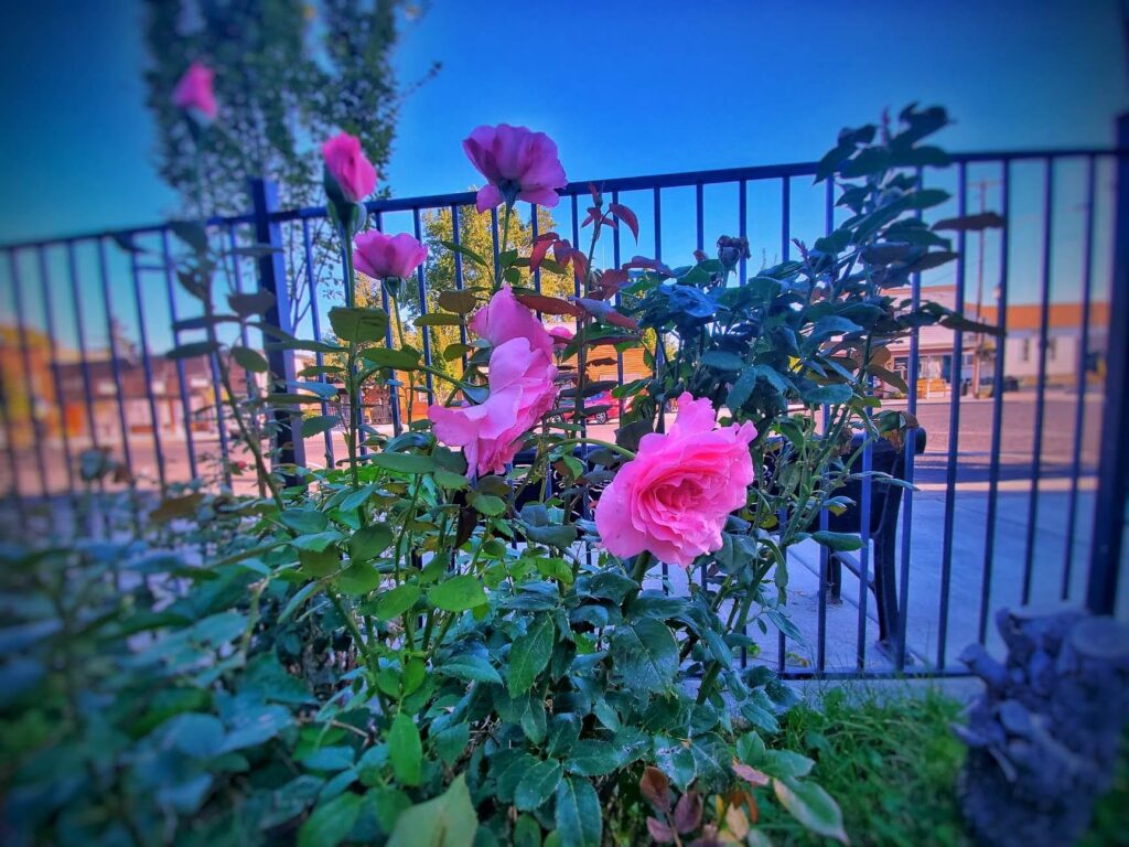 Bush of pink roses