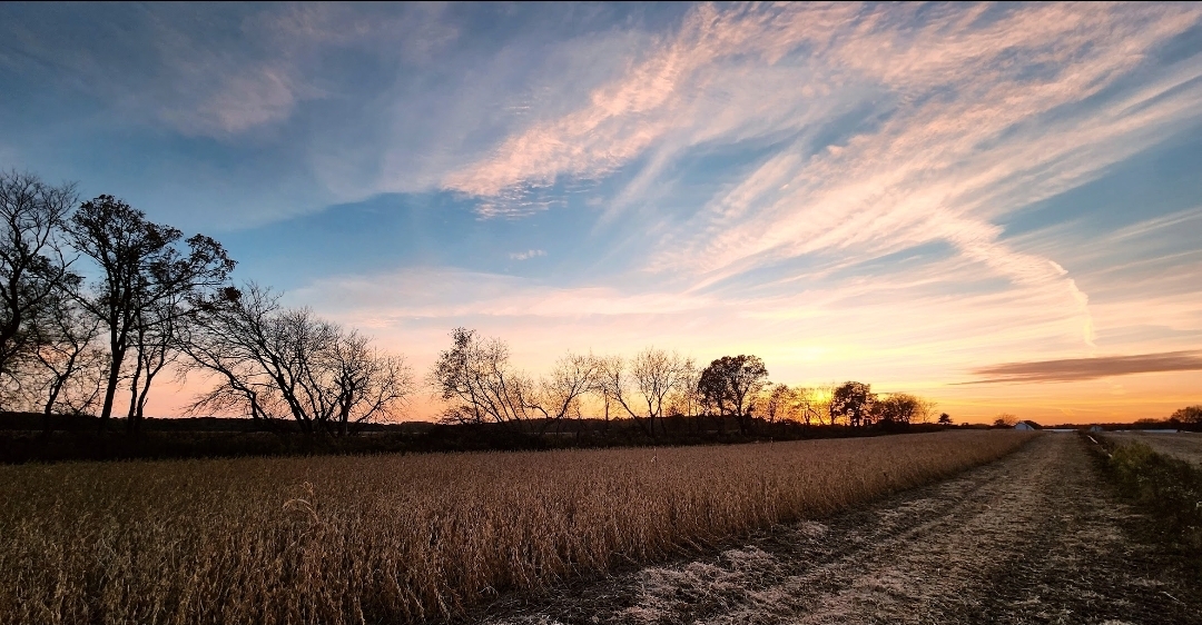 Soybean harvest, Cobbler Lane