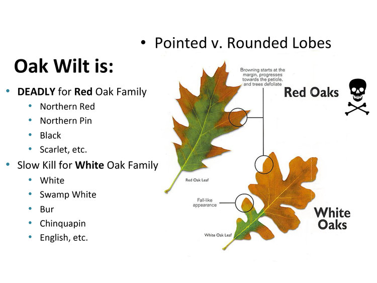 Oak Wilt information