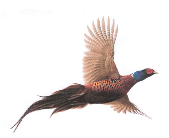 Clarkston Town Pheasant Tag Sale