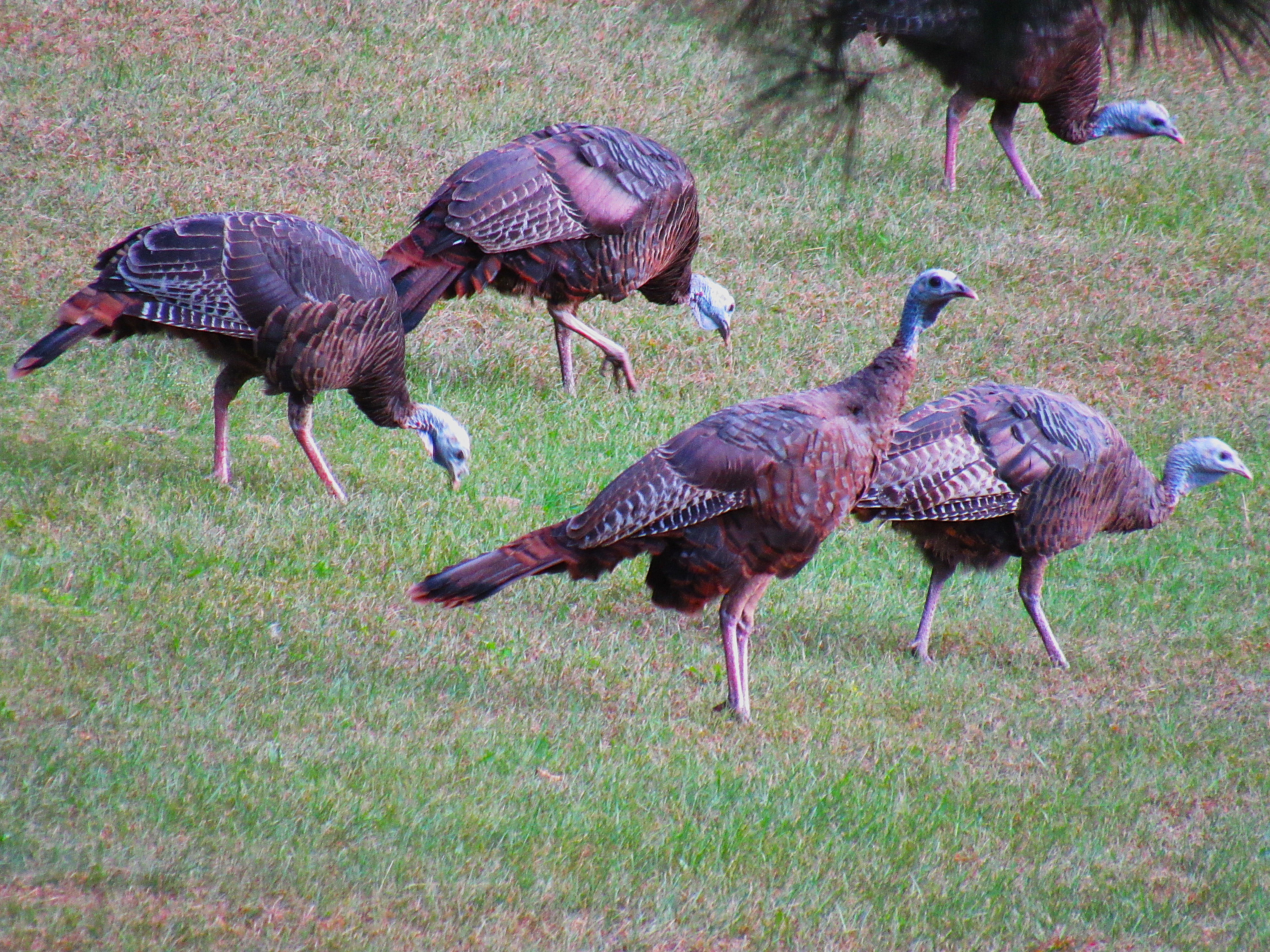 Turkeys