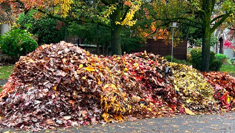 Brush and Leaf Pick Up