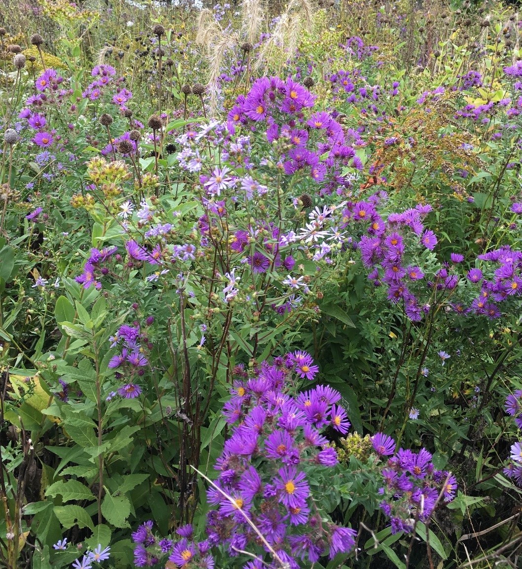 Purple wildflower bush