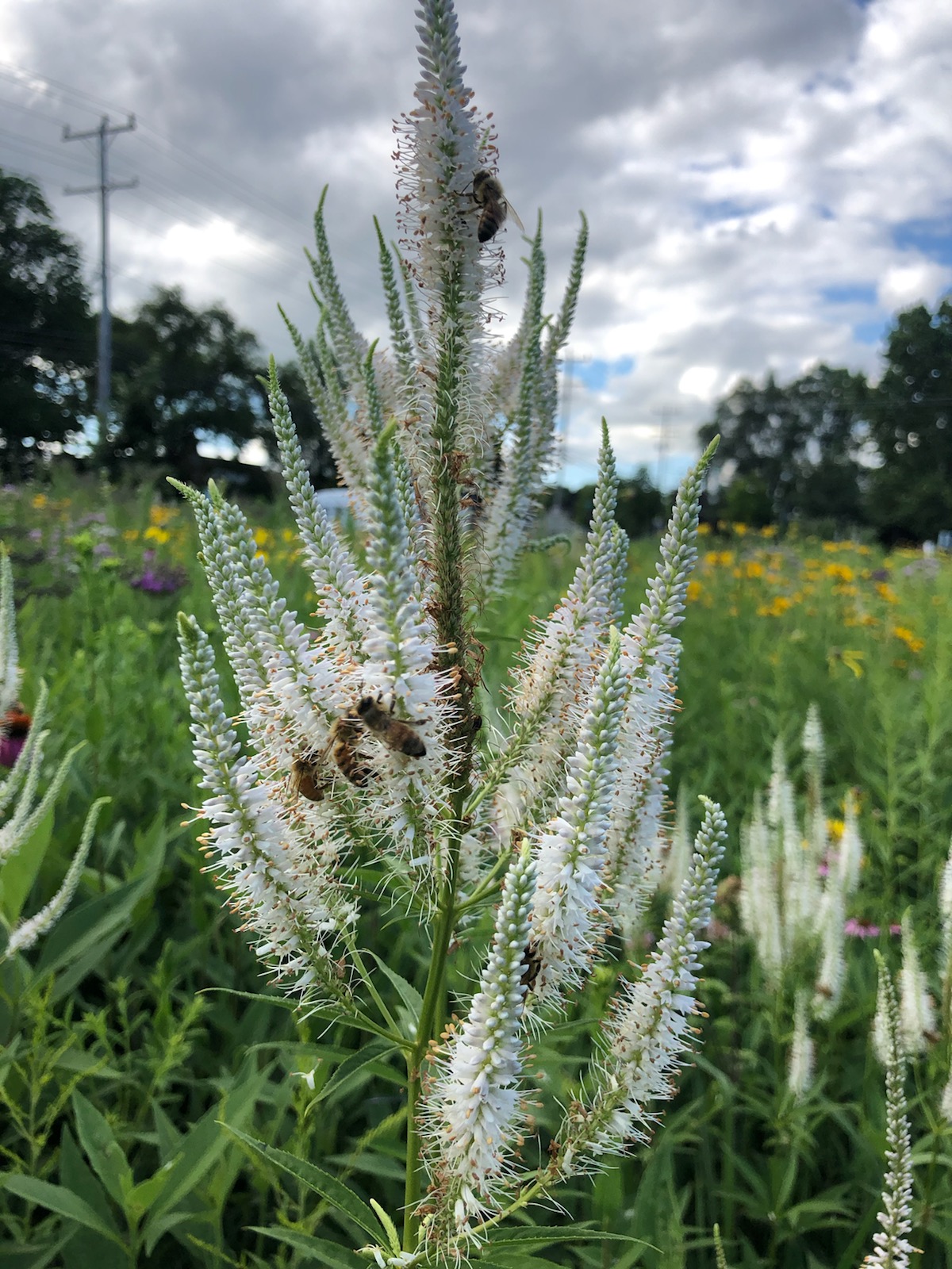White wildflowers blooming