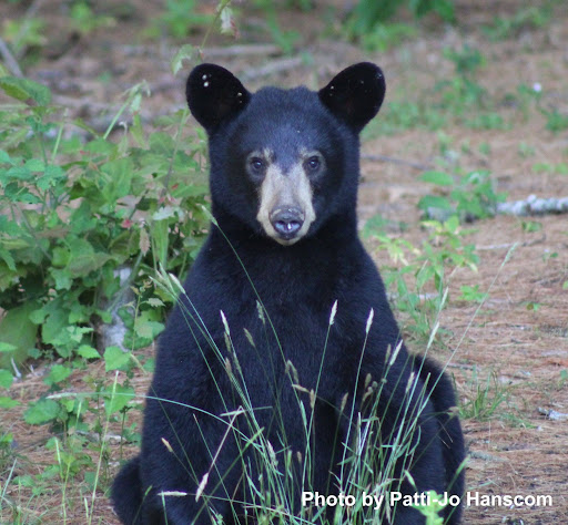 Black Bear