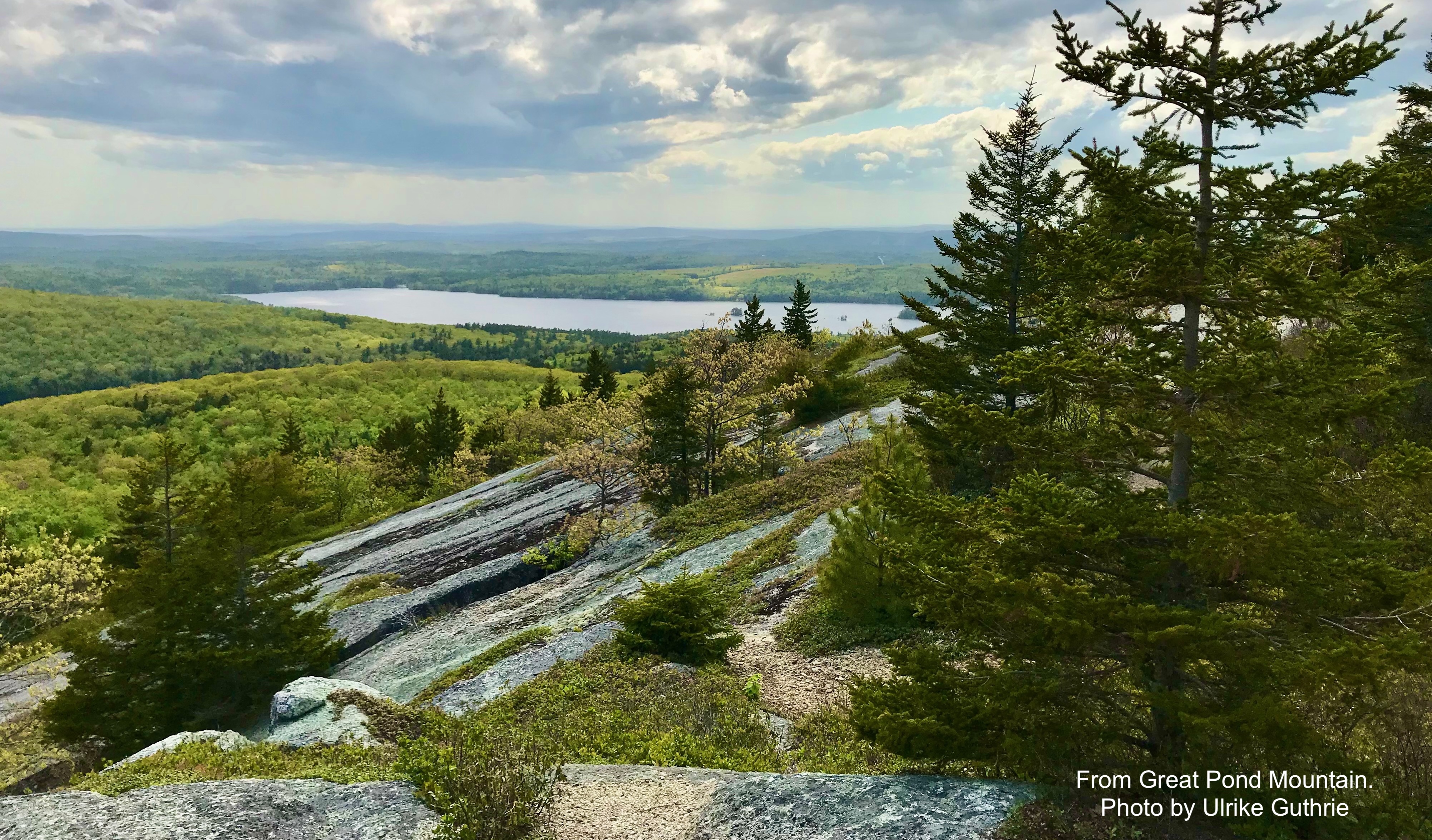 Rocky granite ledge with pine trees along a Maine hiking trail