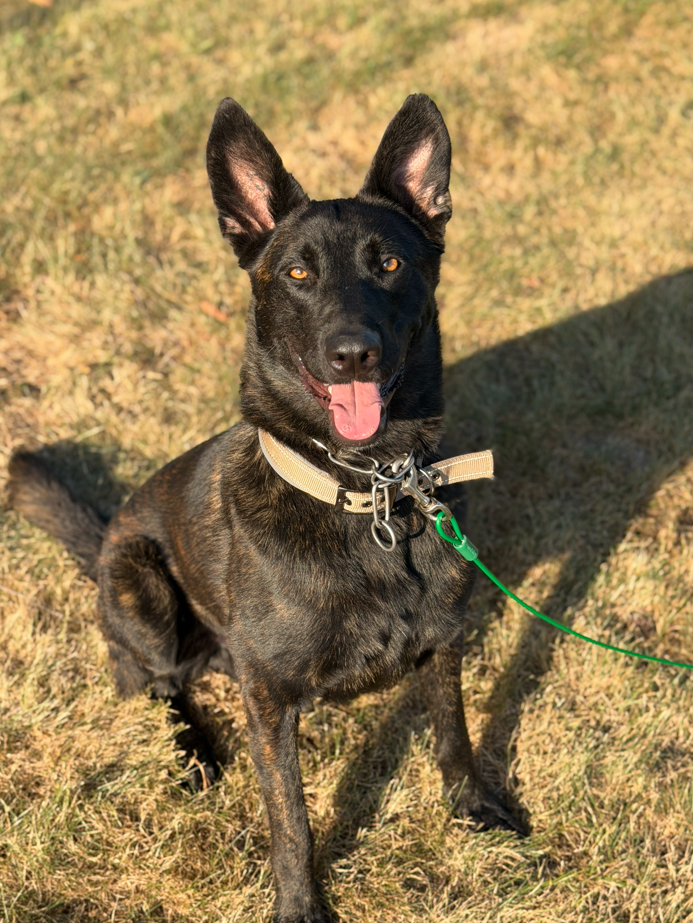K9