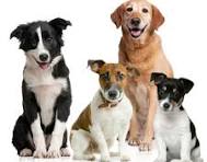 Dogs and Dust Control