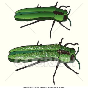 Emerald Ash Borer Notice