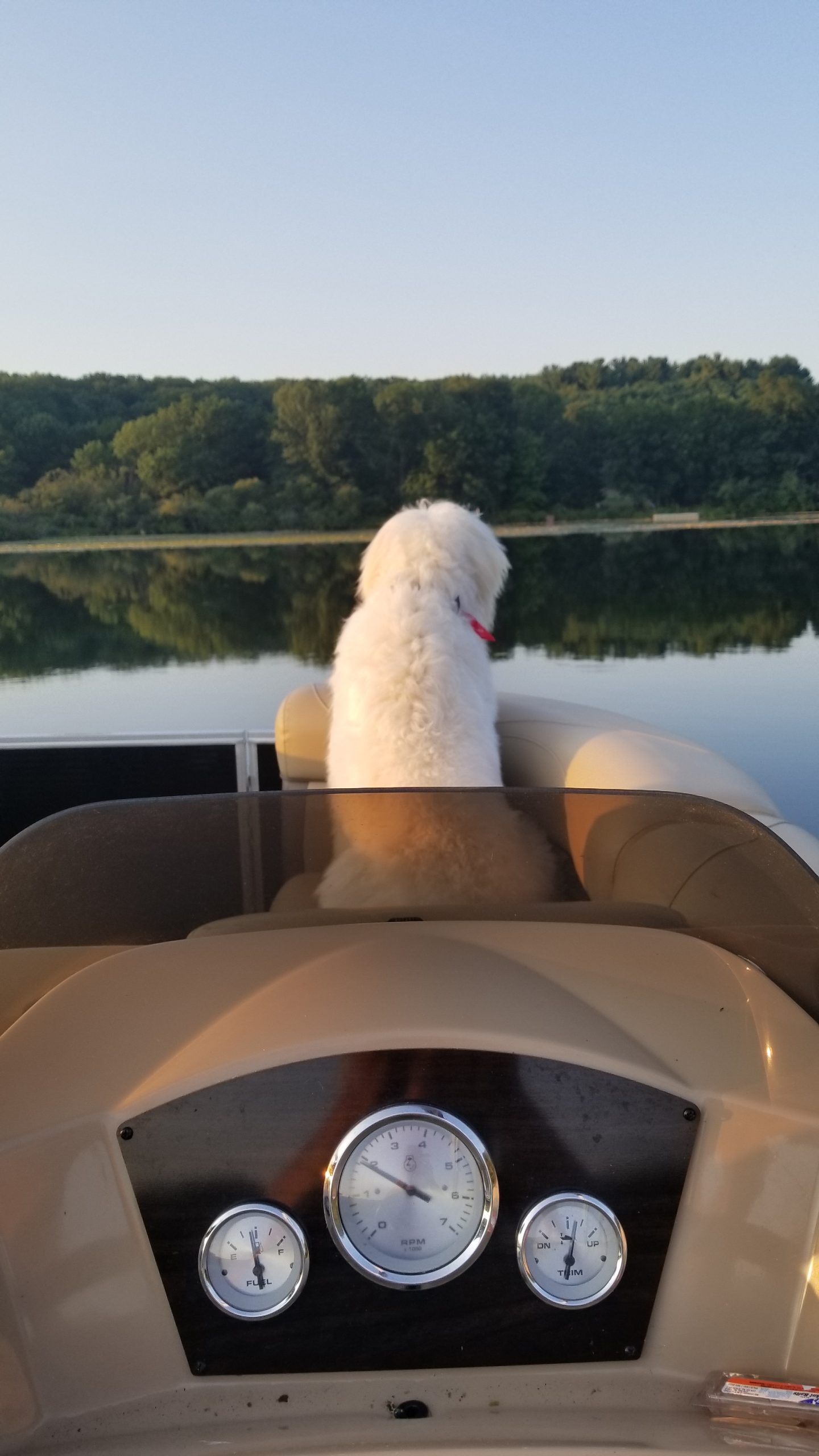 Dog on boat