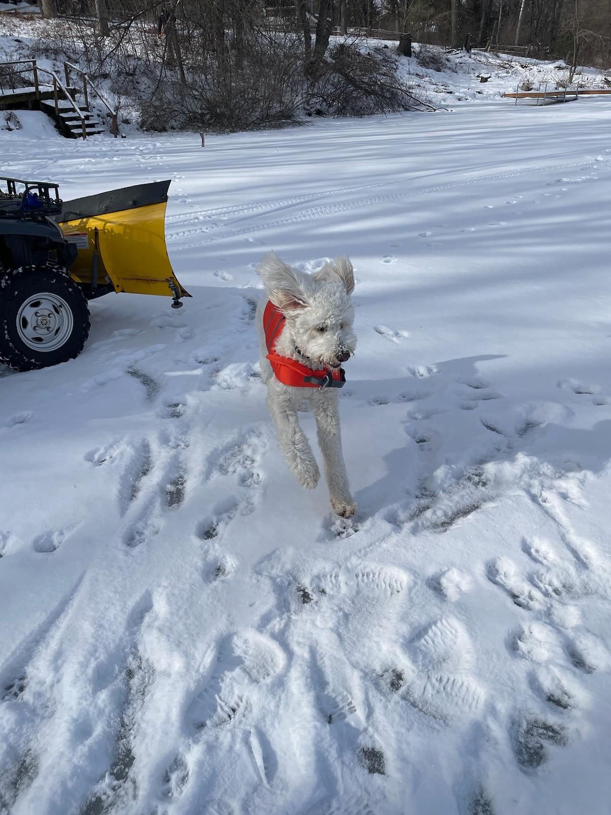 Dog in snow