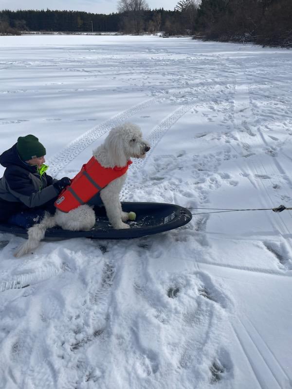 Dog sledding snow