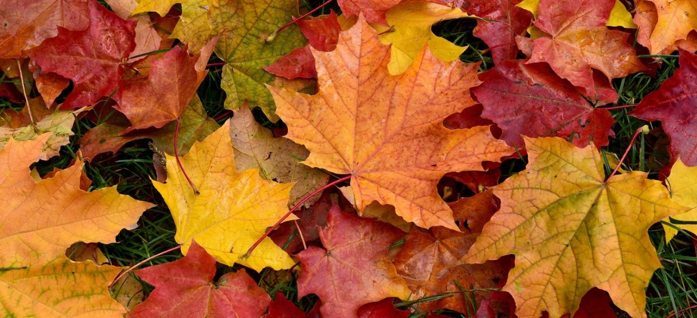 Fall leaf pickup!