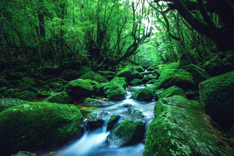 Yakushima