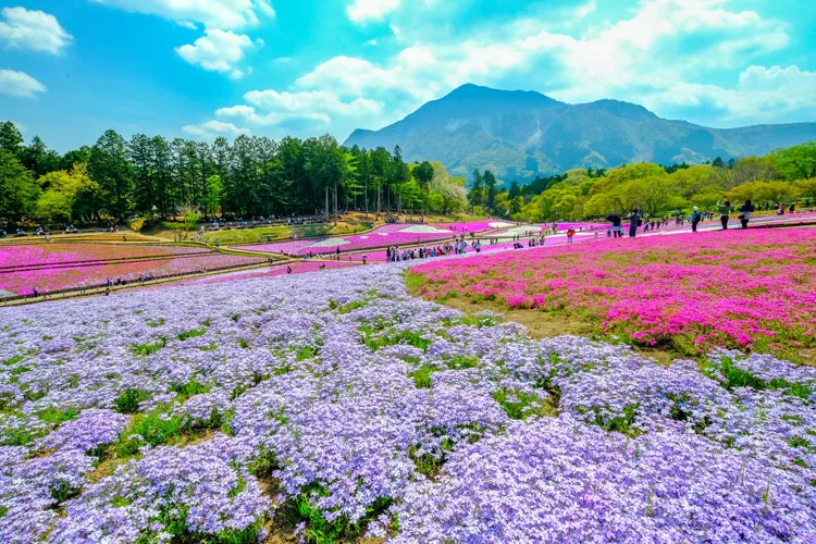 Shibazakura Park