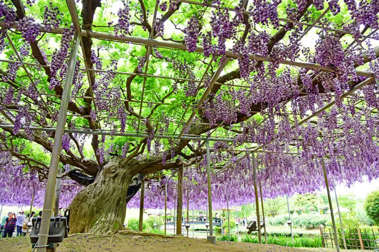 Ashikaga Flower Park