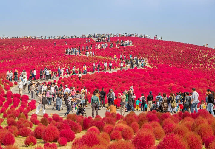 Hitachi Seaside Park