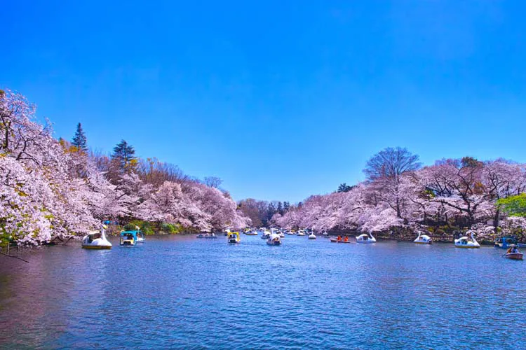 Inokashira Park