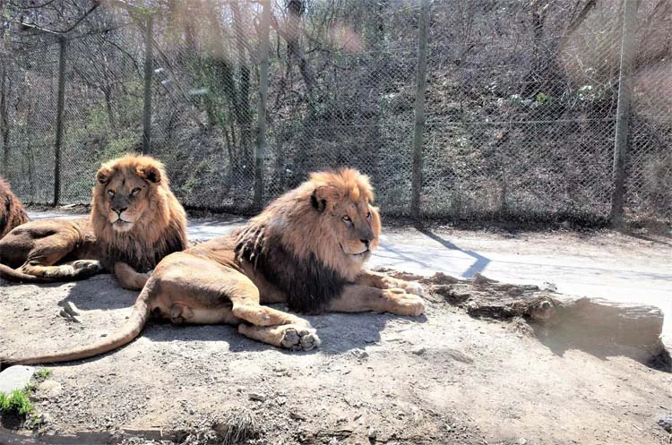 Gunma Safari Park