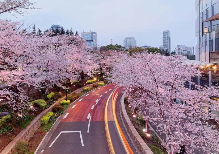 Roppongi Hills Cherry blossoms