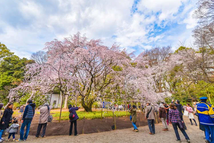 Rikugien Garden