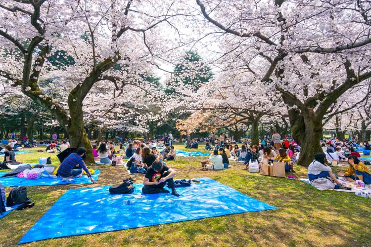 yoyogi park