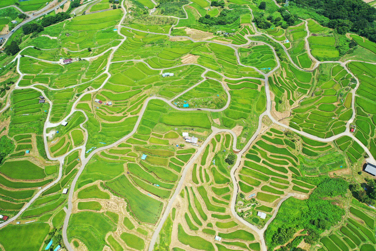 Obasute Rice Terraces