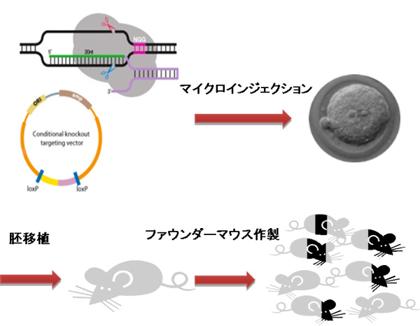 CRISPR-Cas9 ノックアウト・ノックインマウス作製受託サービス（MACROGEN社）
