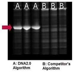他社アルゴリズムとの比較
大腸菌で発現させたトータルタンパク質(Triplicate)をPAGEで分離し、クマシー染色。
A：ATUM社GeneGPS™ アルゴリズム
B：他社アルゴリズム
